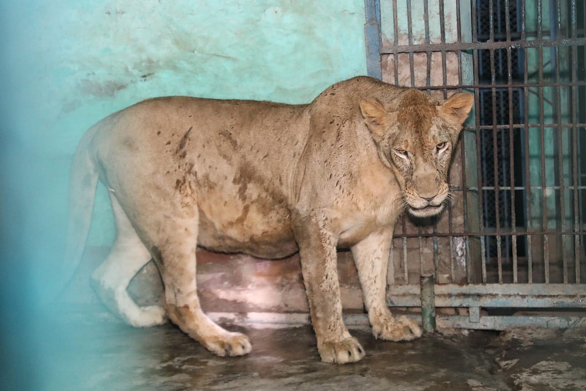 ঢাকা চিড়িয়াখানায় খাঁচা থেকে বেরিয়ে যাওয়া সিংহ ‘ডেইজি’ পুনরায় খাঁচাবন্দি হওয়ার পর। আজ রাত পৌনে ৯টায়