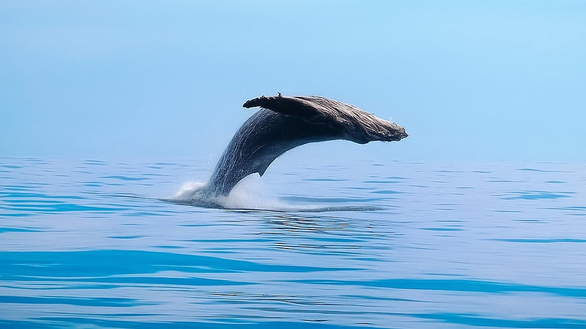 বিশাল তিমিকেও সমুদ্রের কাছে ক্ষুদ্র মনে হয়