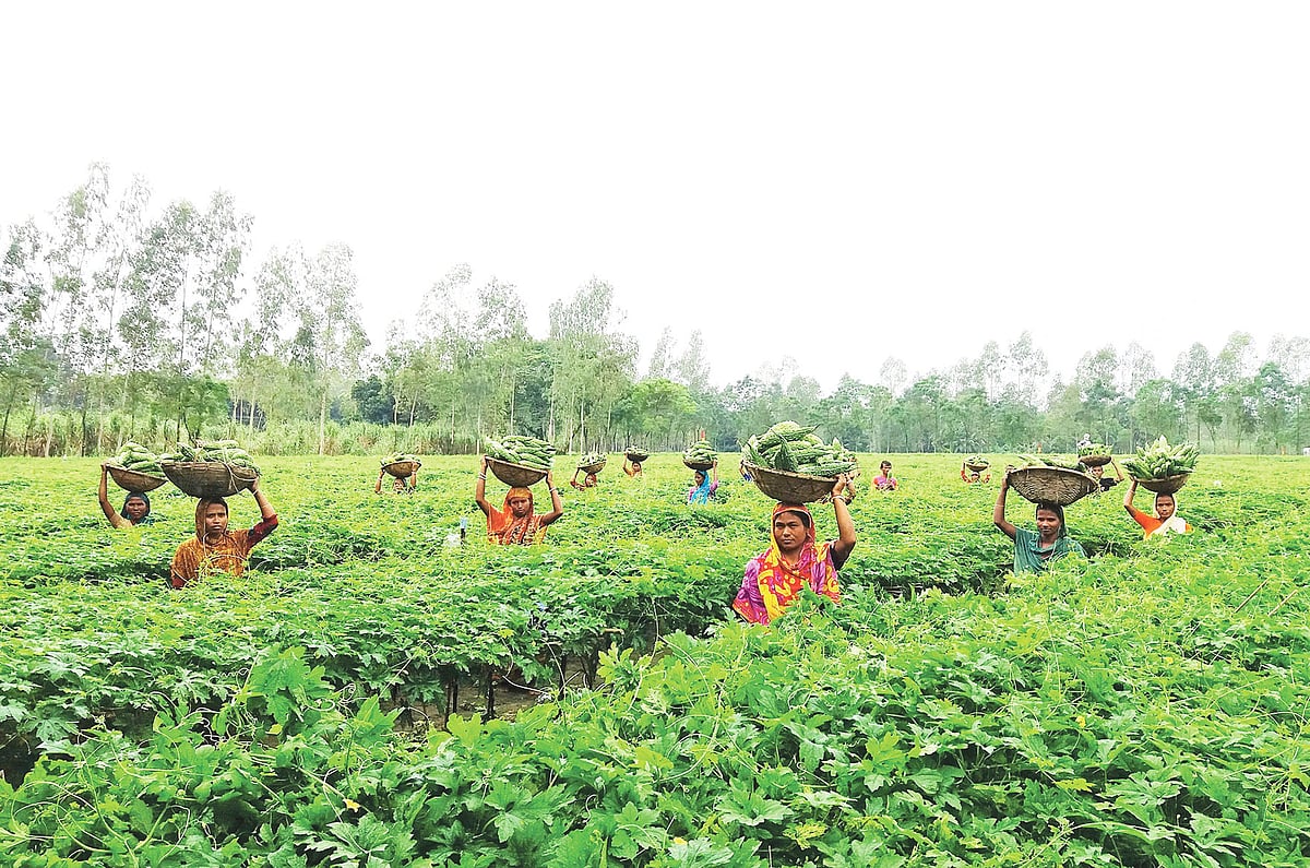 বিস্তীর্ণ খেতে বাহারি শীতের সবজি চাষ করেছেন কৃষকেরা। সম্প্রতি ঠাকুরগাঁও সদর উপজেলার বড়দেশ্বরী এলাকায়