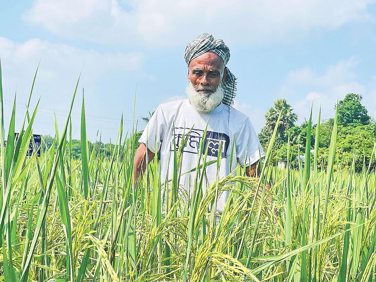 রফিক আহমেদের নিজের জমি নেই। অন্যের জমি বর্গা ও ইজারা নিয়ে ধানের বীজ উৎপাদনে তিনি একজন সফল উদ্যোক্তা