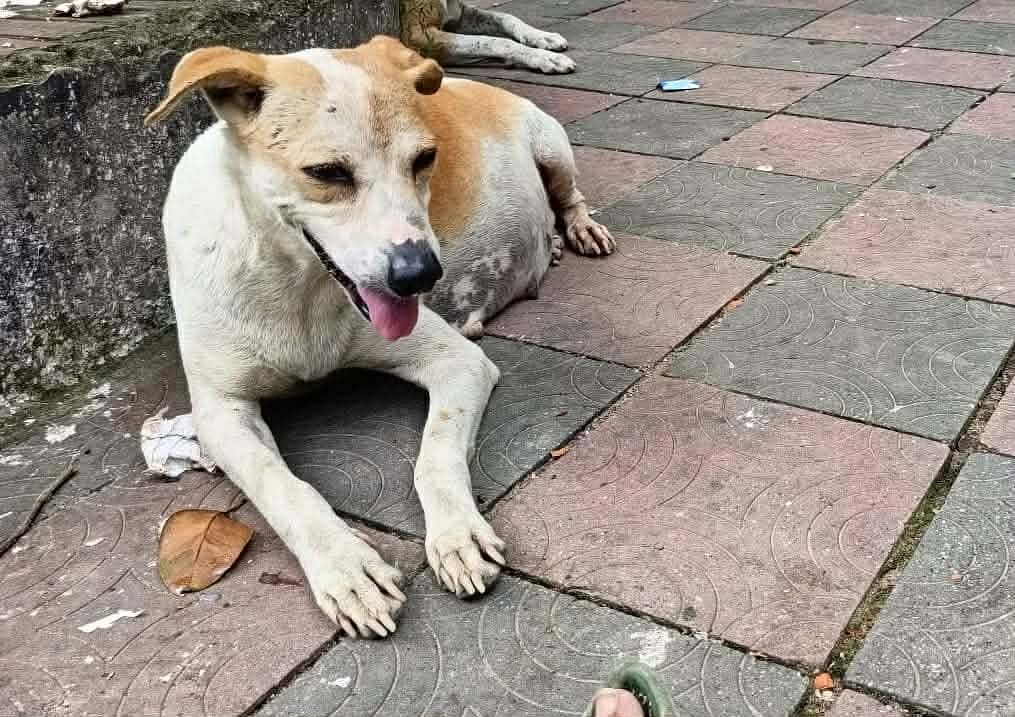 অন্তঃসত্ত্বা কুকুরটি ডিসি হিল এলাকায় থাকত। মৃত্যুর কয়েকদিন আগে কুকুরটির এই ছবি তুলেছেন স্থানীয় এক বাসিন্দা