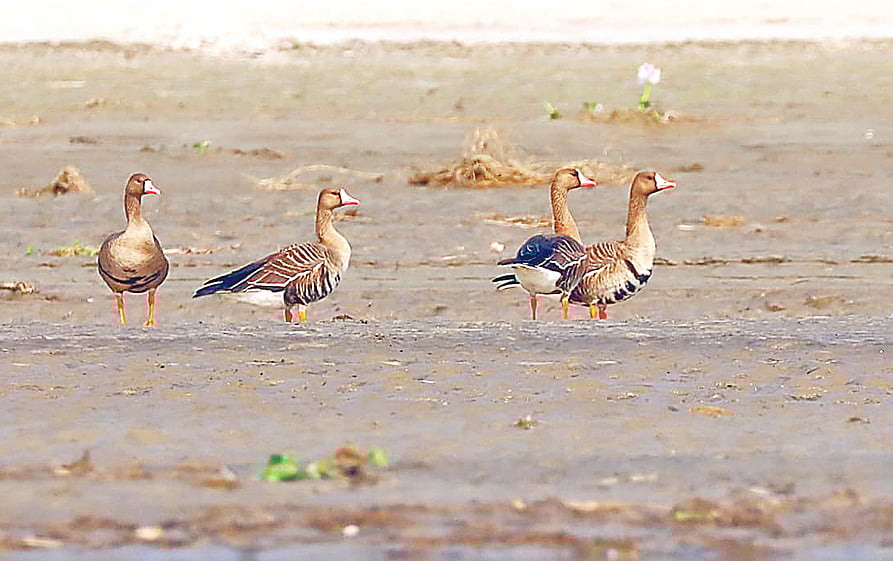 রংপুরের গঙ্গাচড়া উপজেলায় তিস্তা নদীর ঘাট এলাকায় বড় সাদা–কপাল রাজহাঁস।
এ বছরের নভেম্বরে