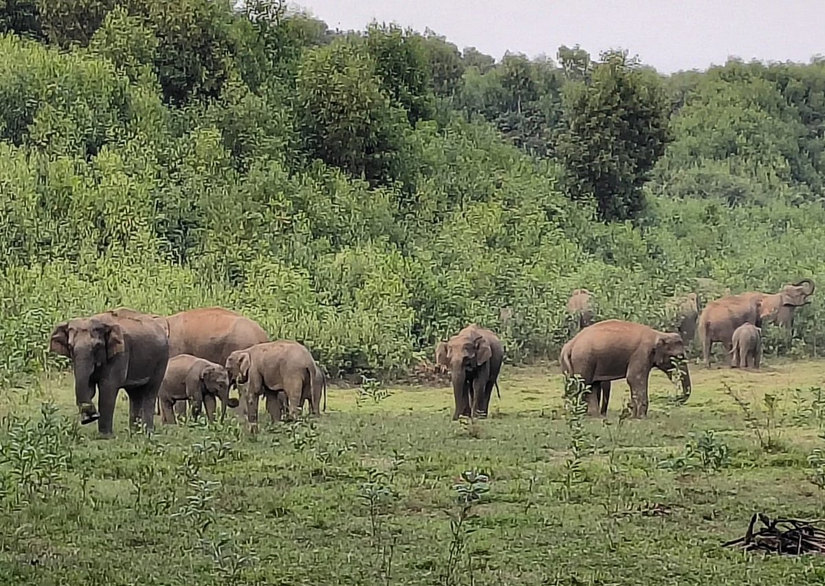 খাদ্যের সন্ধানে ঘুড়ে বেড়াচ্ছে বন্যহাতির দল। সম্প্রতি শেরপুরের নালিতাবাড়ী উপজেলার বাতকুচি গ্রামে
