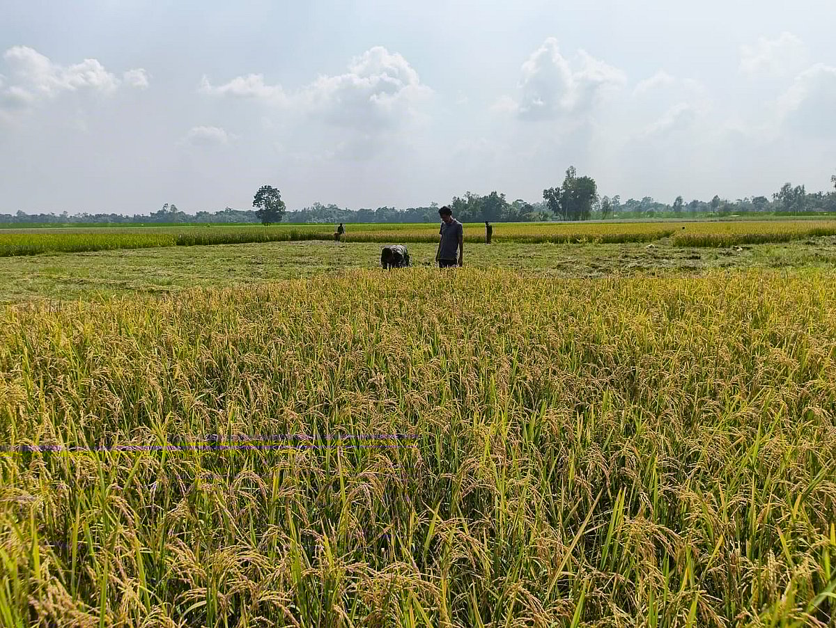 গন্ধ, স্বাদ ও গুণে অতুলনীয় তুলসীমালা ধান এখন শেরপুরের কৃষি ঐতিহ্যের অন্যতম গর্ব। সম্প্রতি নালিতাবাড়ী উপজেলার খালভাঙা গ্রামে