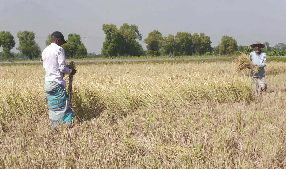 কাস্তে দিয়ে ধান কাটায় ব্যস্ত কৃষক। সম্প্রতি মৌলভীবাজারের খাইঞ্জার হাওরে