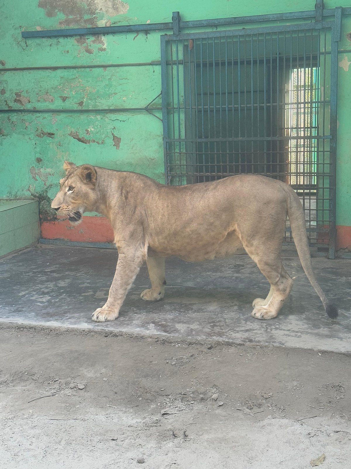 রাজধানীর মিরপুরের জাতীয় চিড়িয়াখানায় ‘ডেইজি’