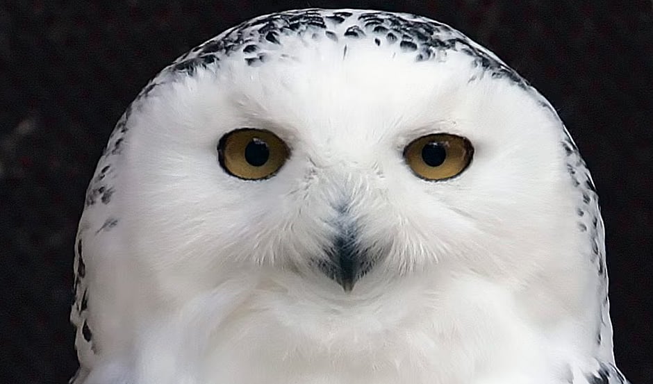 বছর বয়সী এক প্যাঁচা। যুক্তরাষ্ট্রের নিউ জার্সির মিলিংটন থেকে তোলা