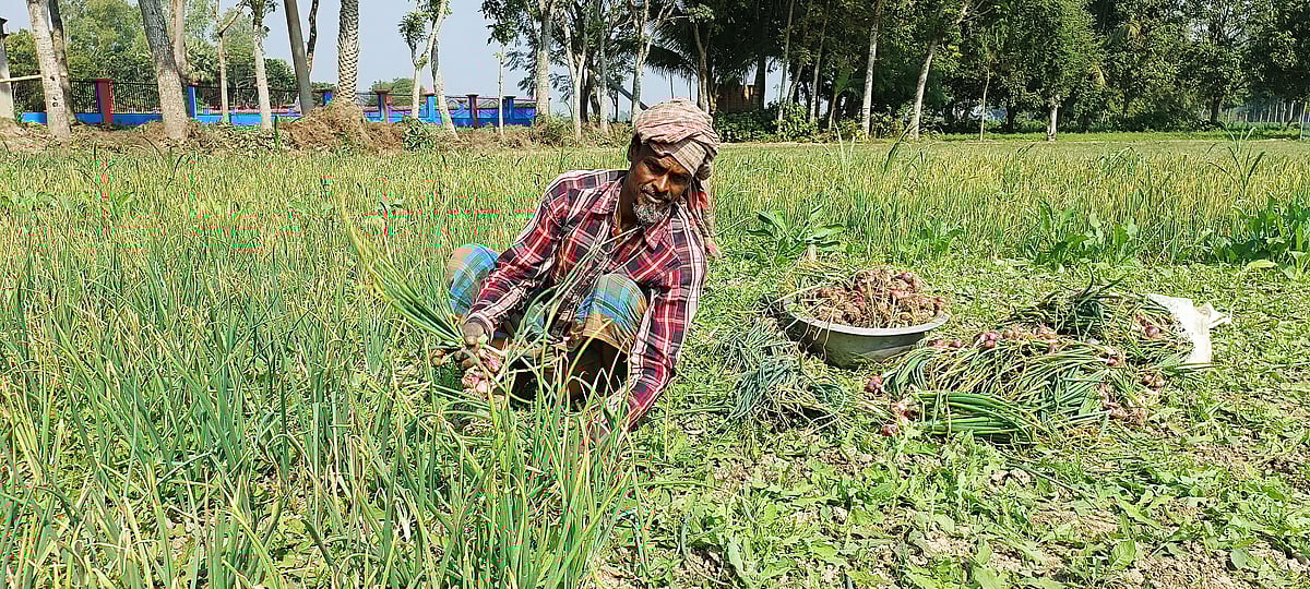 বেশি দামের আশায় জমি থেকে অপরিপক্ব পেঁয়াজ তুলছেন কৃষক। সোমবার দুপুরে পাবনার সাঁথিয়ার বায়া গ্রামে