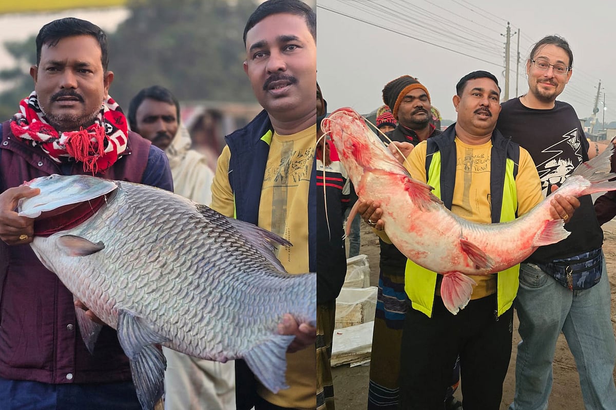 পদ্মা নদীর সাড়ে ১৫ কেজির একটি কাতলা ও সাড়ে ১১ কেজির একটি আইড় মাছ বিক্রি হয়েছে ৫৭ হাজার ৩৫০ টাকায়