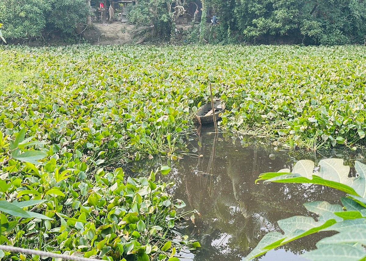 কুমিল্লার মনোহরগঞ্জ উপজেলার লক্ষ্মণপুর গ্রামে কচুরিপানায় ভরা এই পুকুরে ঝাঁপ সেলিম মিয়া। সেখান থেকে তাঁর মরদেহ উদ্ধার করা হয়েছে