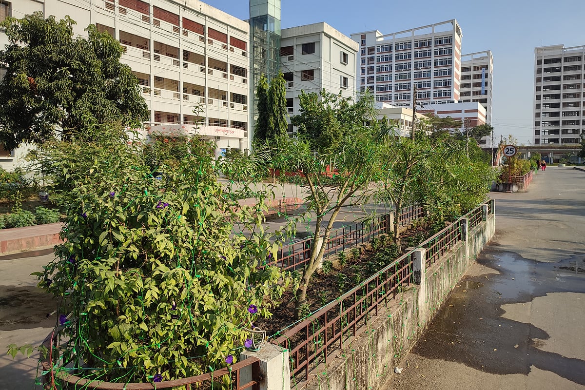 পাবনা বিজ্ঞান ও প্রযুক্তি বিশ্ববিদ্যালয় ক্যাম্পাসকে সবুজ প্রাঙ্গণে পরিণত করতে রোপণ করা হয়েছে বিভিন্ন জাতের ১২০০ গাছের চারা। মঙ্গলবার তোলা ছবি