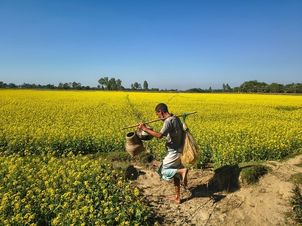 শেরপুরের ফসলের মাঠজুড়ে এখন শর্ষের হলুদ রাজ্য। সম্প্রতি নকলা উপজেলার পশ্চিম উরফা গ্রামে