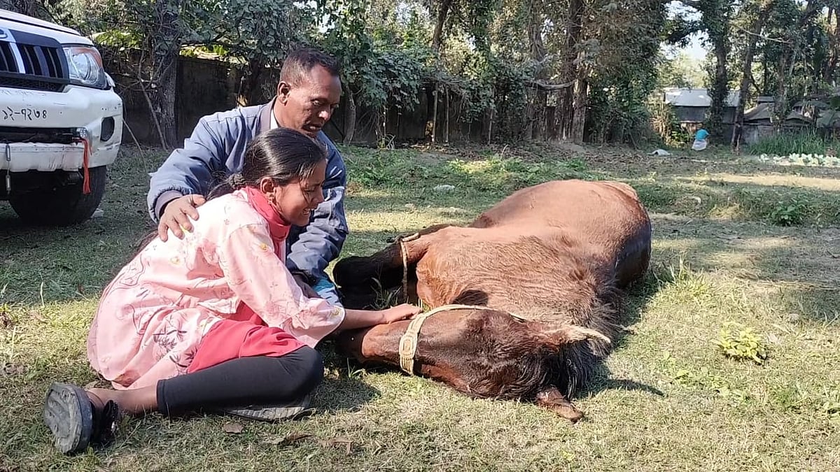 শখের ঘোড়াটি মারা যাওয়ায় কান্নায় ভেঙে পড়েছে তাসমিনা আক্তারের ছোট বোন হালিমা খাতুন। পাশে বাবা ওবায়দুল হক মণ্ডল। বুধবার দুপুরে রংপুরের তারাগঞ্জ উপজেলা প্রাণিসম্পদ দপ্তরের পাশে মাঠে