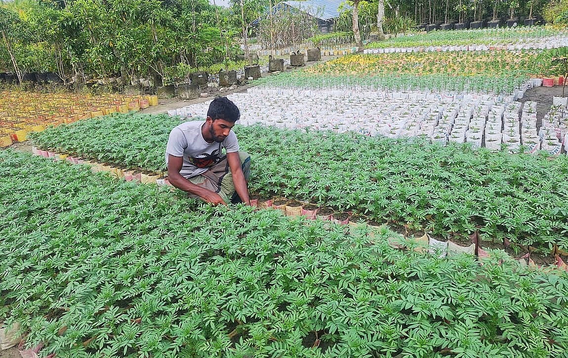 ক্যাপশন ১: পিরোজপুরের নার্সারিগুলোতে ফুলের চারা তৈরির কাজ চলছে। সম্প্রতি নেছারাবাদ উপজেলার অংকারকাঠি গ্রামে