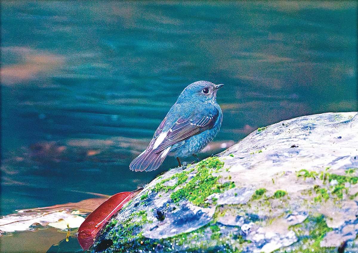 মাধবকুণ্ড ইকোপার্কের পরীকুণ্ডে পাথরের ওপর একটি স্ত্রী নীলচে লালগির্দি