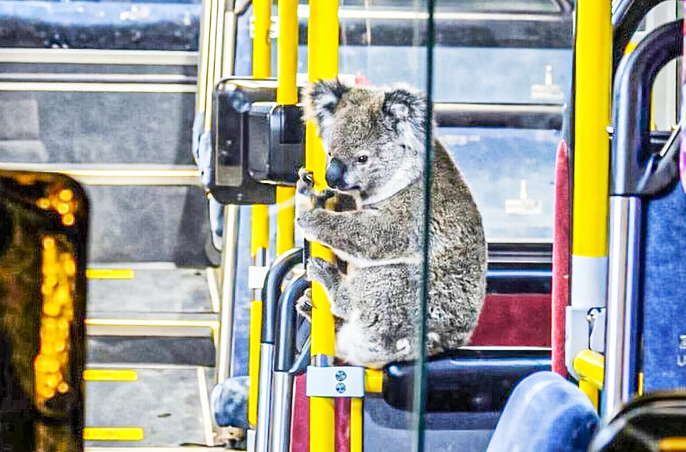 বাসের ভেতর বসে আছে কোয়ালা