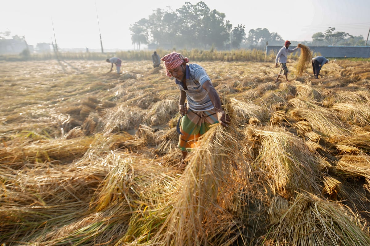 খুলনায় ধান কাটা-মাড়াইয়ের ব্যস্ততা