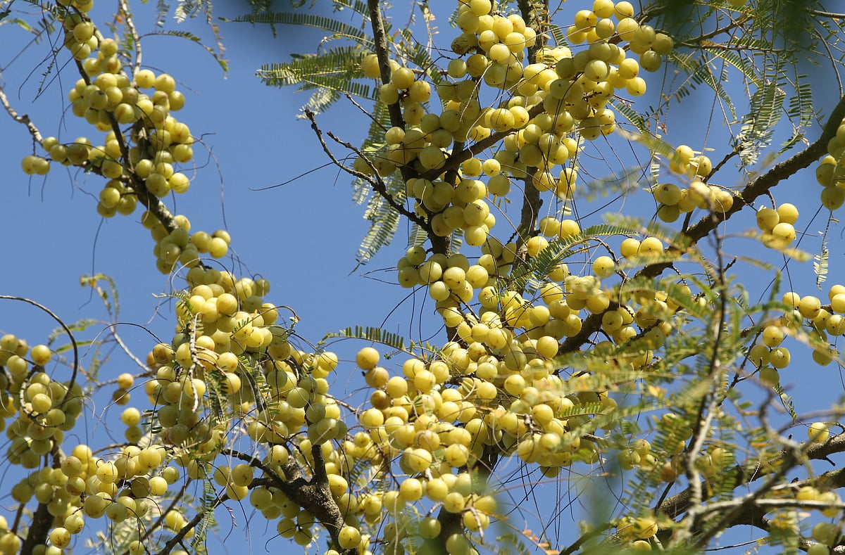 বর্ষায় কেন অন্তত একটি আমলকীগাছ লাগাবেন