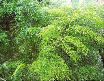 মিরপুরে অবস্থিত জাতীয় উদ্ভিদ উদ্যান থেকে তোলা শতমূলীর ছবি