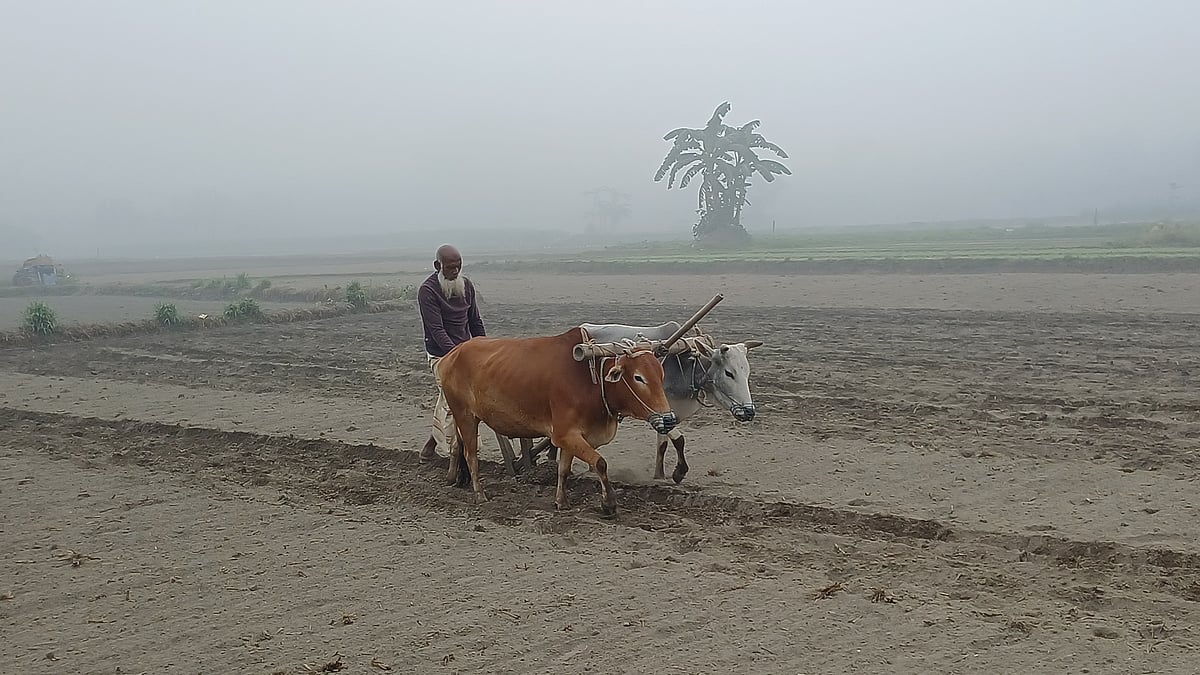 পঞ্চগড়ে কনকনে শীতের মধ্যে বিলুপ্তপ্রায় গরুর হাল দিয়ে জমি চাষ করছেন এক কৃষক। আজ সোমবার
