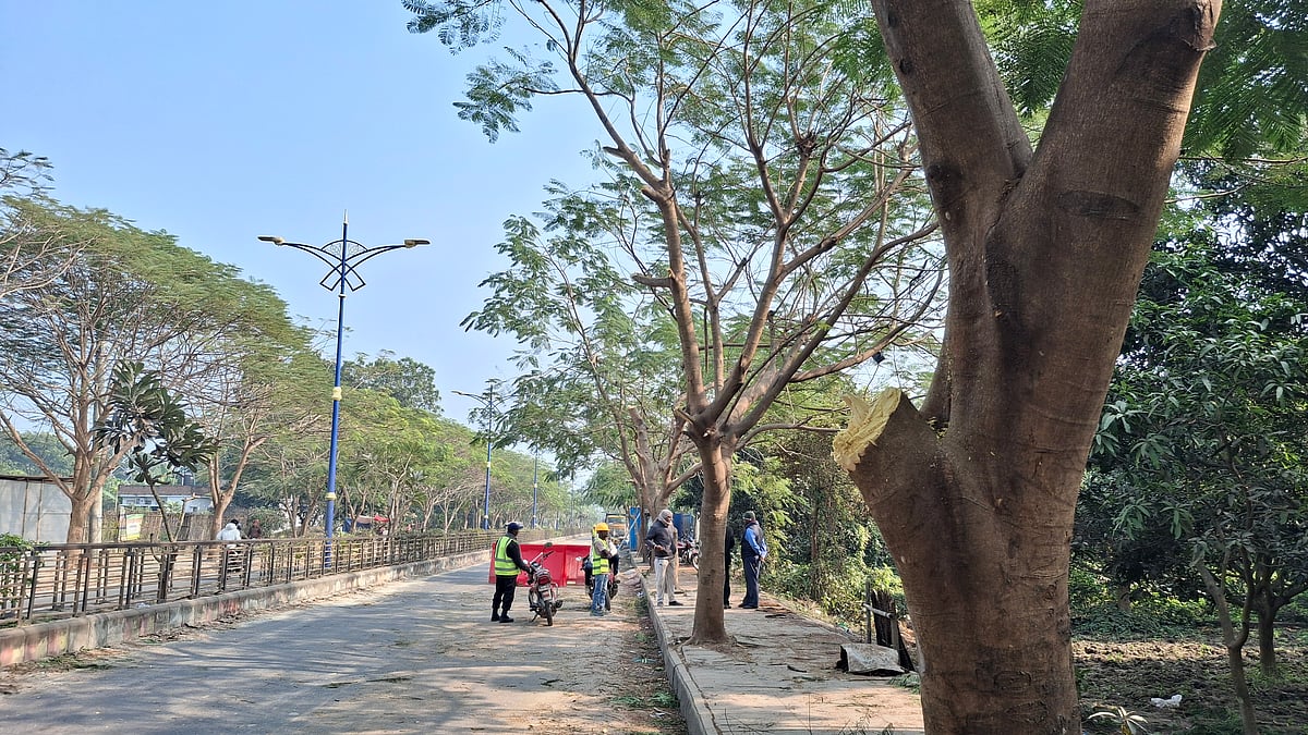 ওয়াসার পাইপলাইন বসাতে কাটা পড়ছে শতাধিক কৃষ্ণচূড়া গাছের ডাল। এতে সৌন্দর্য হারাচ্ছে রাজশাহীর সড়ক। সোমবার দুপুরে নগরের দায়রাপাক মোড় এলাকায়