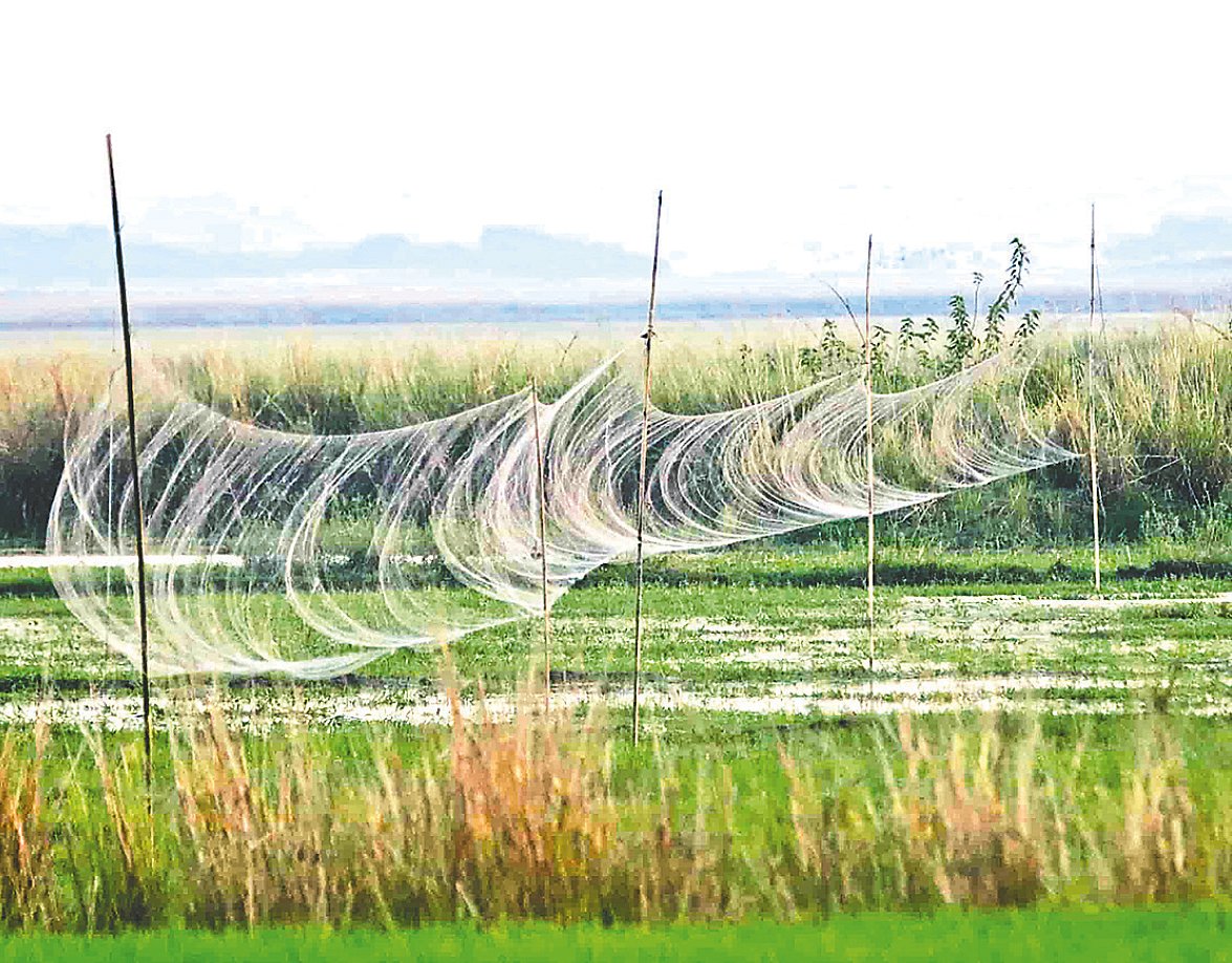 সিলেটের কানাইঘাটে পাখি শিকারের জন্য পাতা জাল