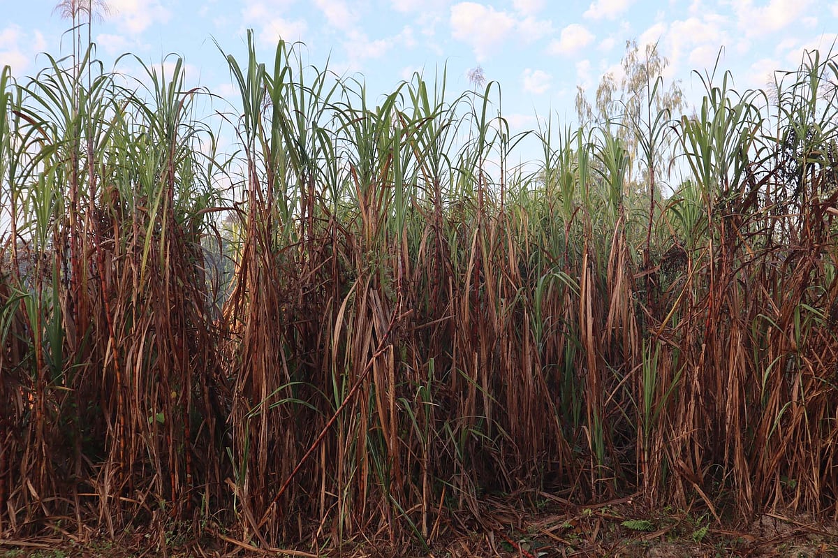 মৌলভীবাজারের রাজনগর উপজেলার মিঠিপুর গ্রামের আখের খেত