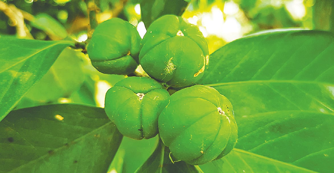 বাংলাদেশ কৃষি বিশ্ববিদ্যালয়ের গার্ডেনে কাঁচা বন নারাঙ্গা ফল