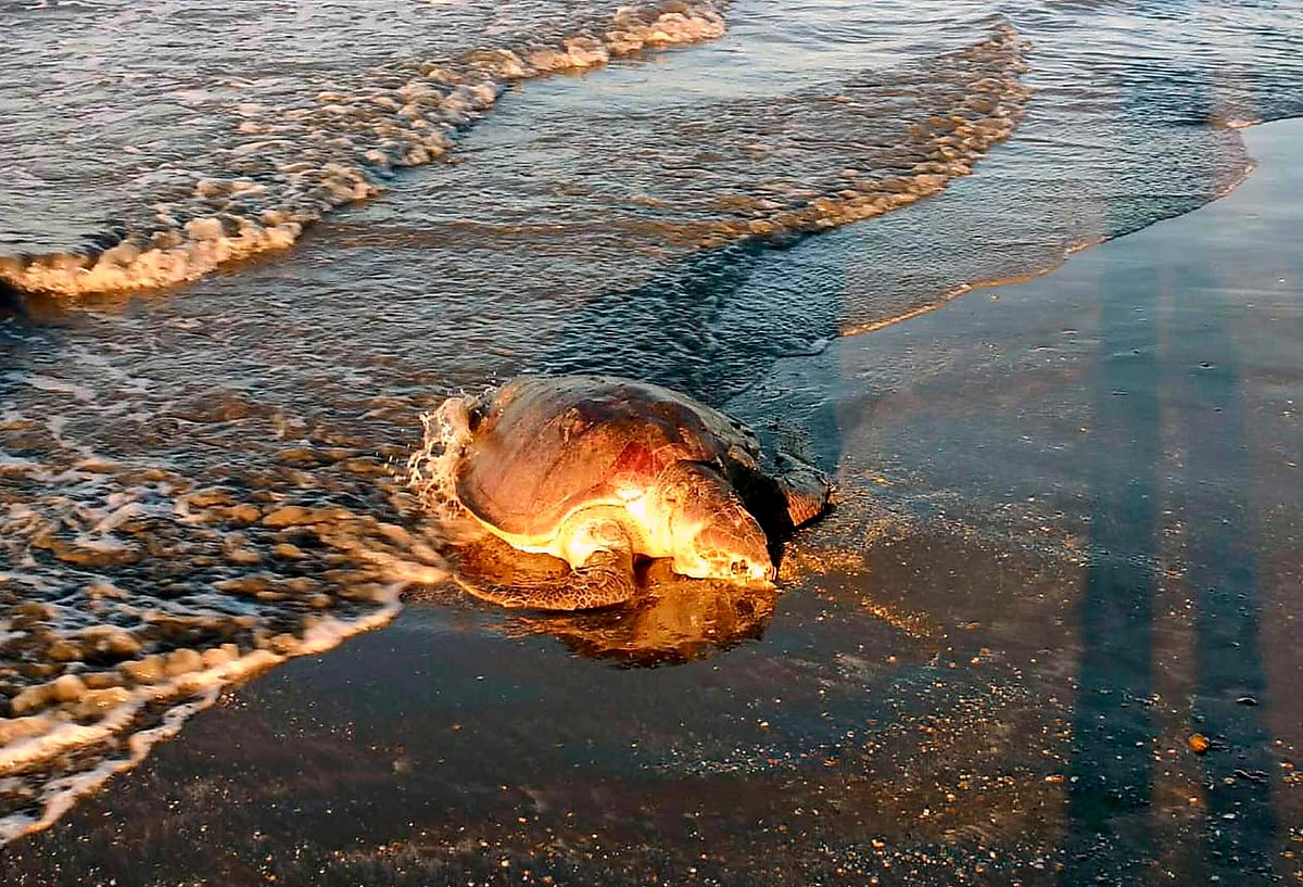 সেন্ট মার্টিন দ্বীপের পশ্চিম সৈকতে জোয়ারের পানিতে ভেসে আসে অলিভ রিডলে প্রজাতির মৃত কাছিমটি। ২০ ডিসেম্বর সকালে তোলা