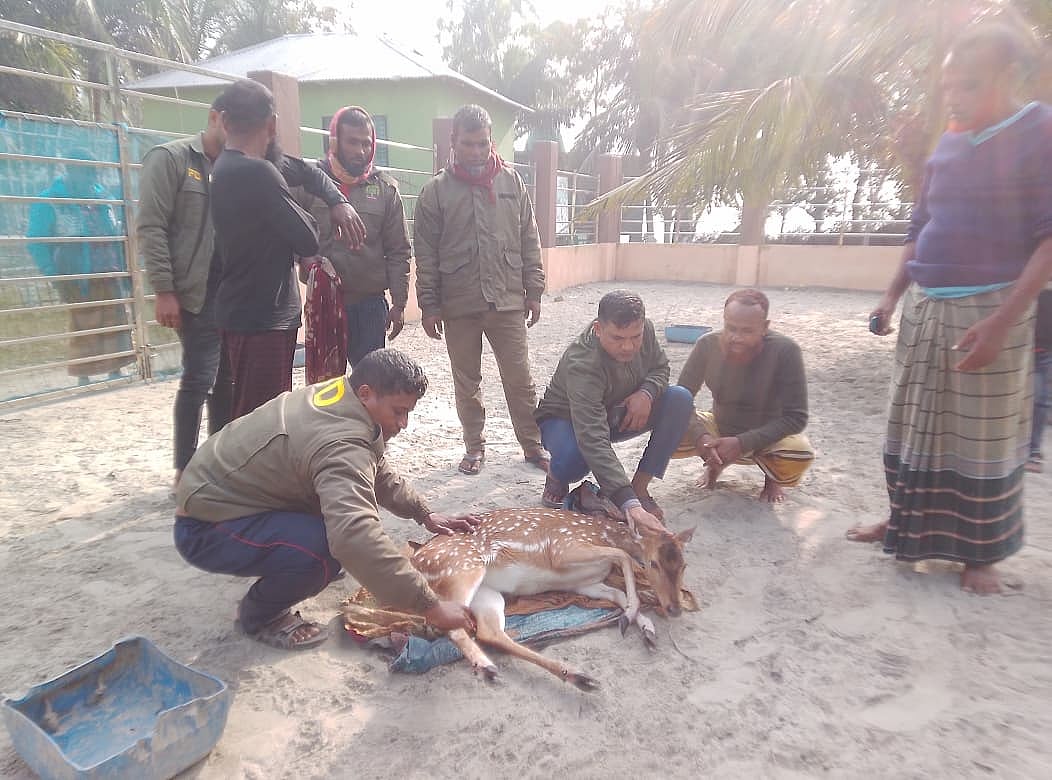সুন্দরবনসংলগ্ন খোলপেটুয়া নদী থেকে উদ্ধারের পর হরিণটির স্বাস্থ্য পরীক্ষা করা হয়। আজ সকালে সাতক্ষীরার শ্যামনগর উপজেলার গাবুরা ইউনিয়নের দৃষ্টিনন্দন এলাকায়
