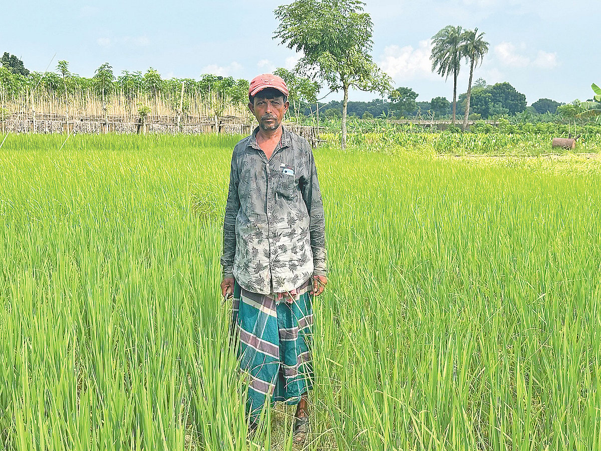‘আদান-প্রদান’ কৃষি খামারে ধানখেতে কৃষক সোহেল রানা