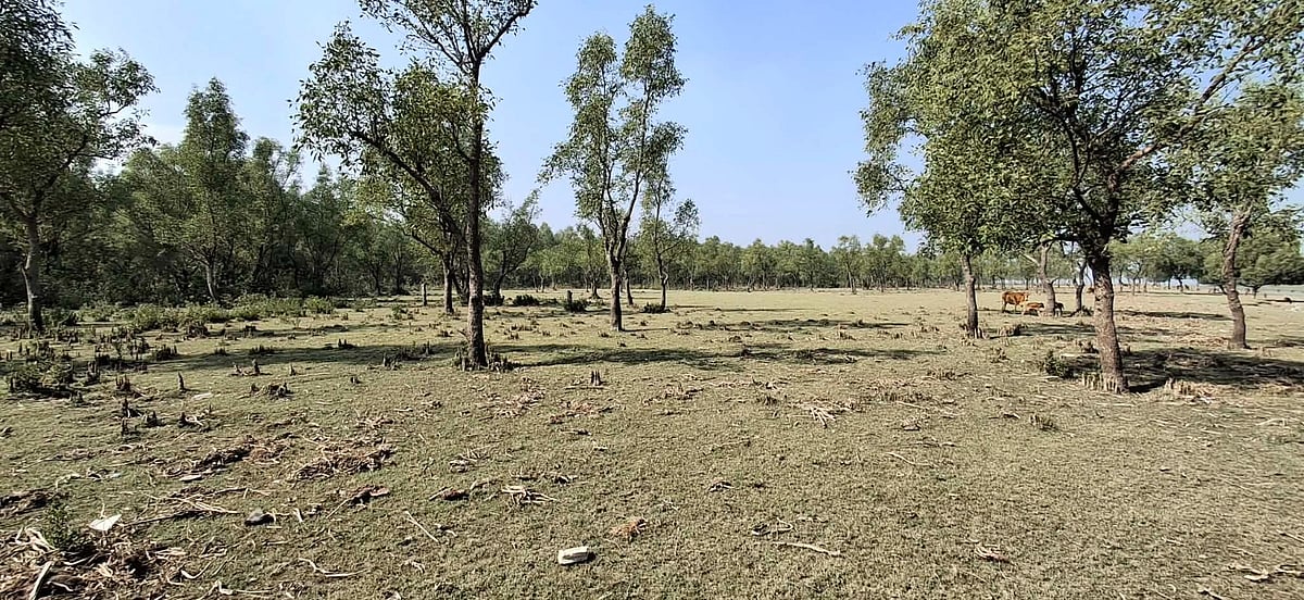নোয়াখালীর হাতিয়ার জাগলার চর। গতকাল তোলা