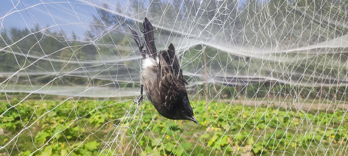 খেতে দেওয়া জালে আটকে ছটফট করছিল পাখিটি। পরে উদ্ধার করা হয়। গত সোমবার সকালে সন্দ্বীপের চর সন্তোষপুর এলাকায়