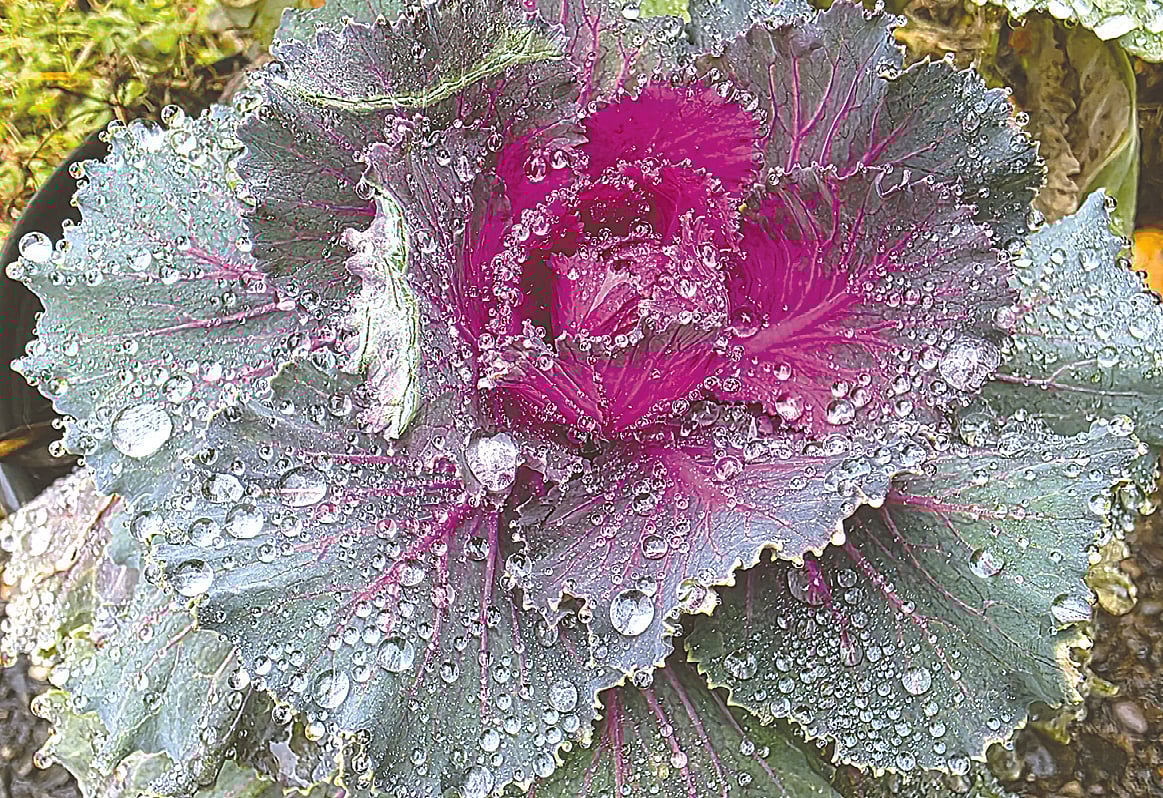 যুক্তরাষ্ট্রের পিটসবার্গ শহরে দেখা বেগুনি-সবুজ বাহারি বাঁধাকপি