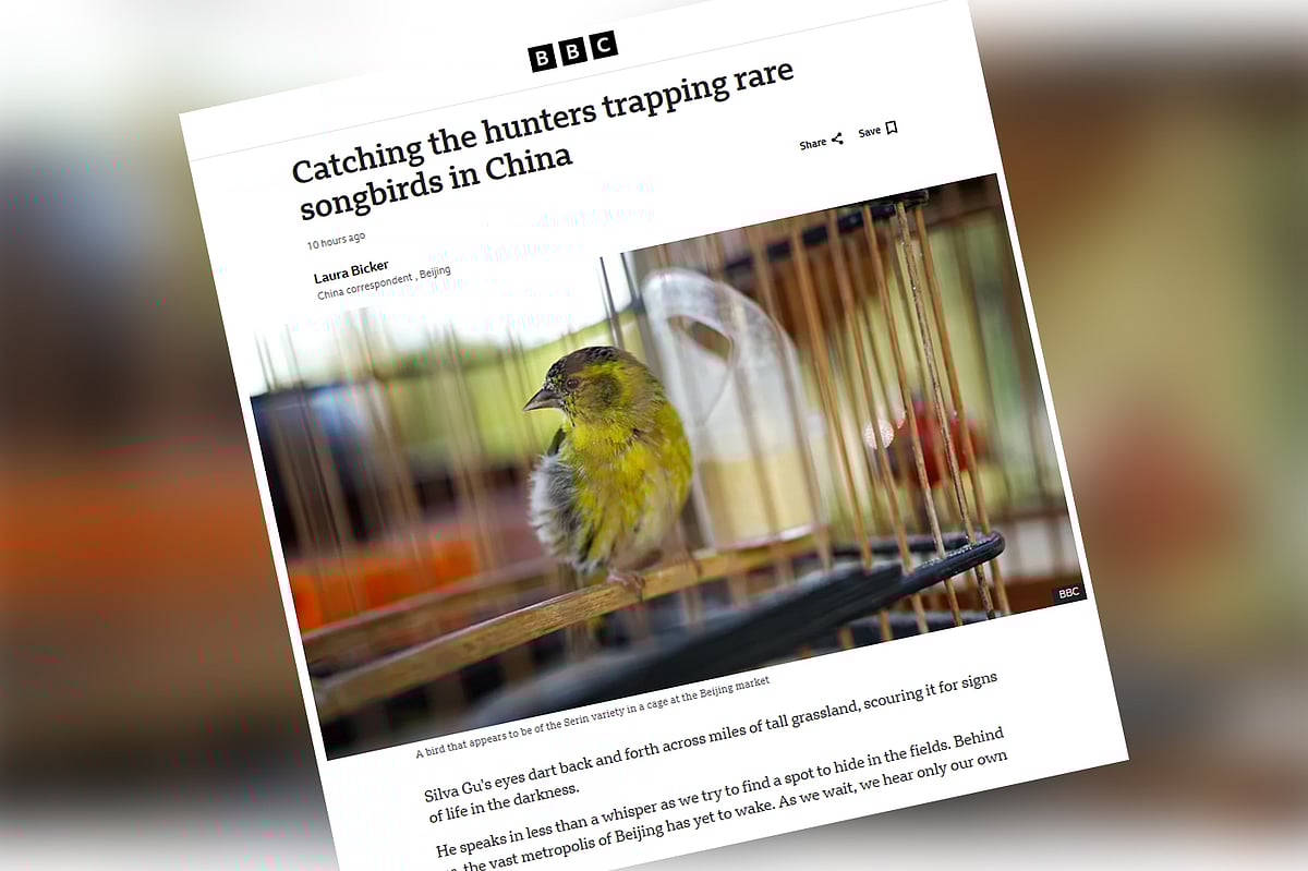 চীনে বিভিন্ন প্রজাতির দুর্লভ পাখি শিকার ও বিক্রি একটি লাভজনক পেশা