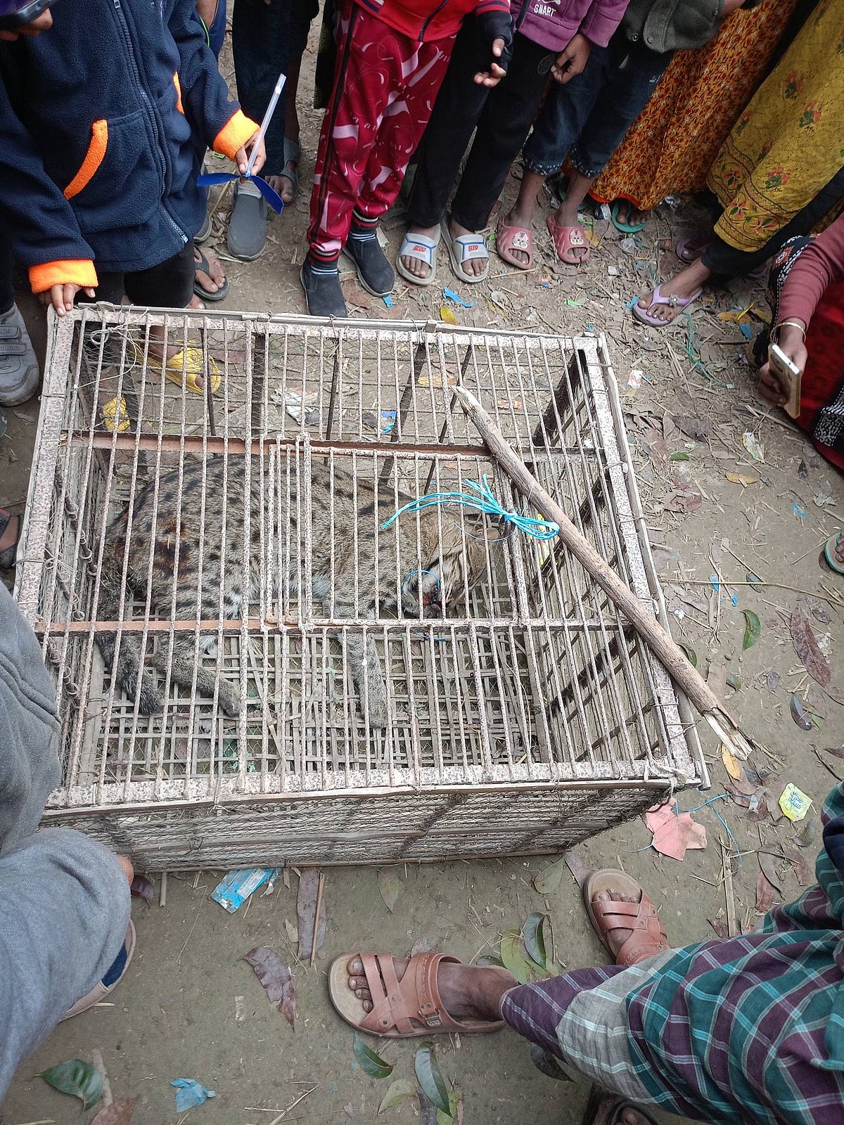 উদ্ধারের পর গ্রামবাসী মেছো বাঘটিকে একটি খাঁচায় আটকে রাখেন। আজ সোমবার সকালে ঝিনাইদহ সদর উপজেলার কুঠিদুর্গাপুর গ্রামে