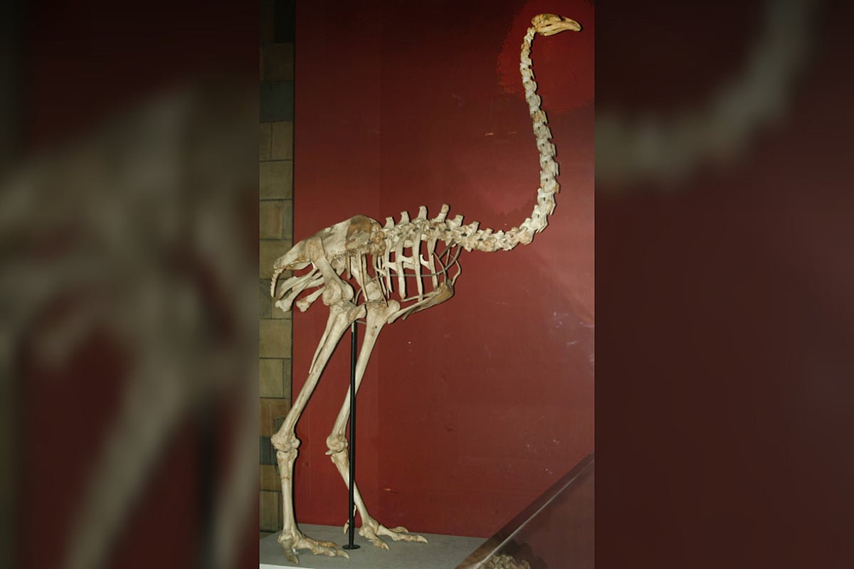 বিলুপ্ত মোয়া পাখির জীবাশ্ম