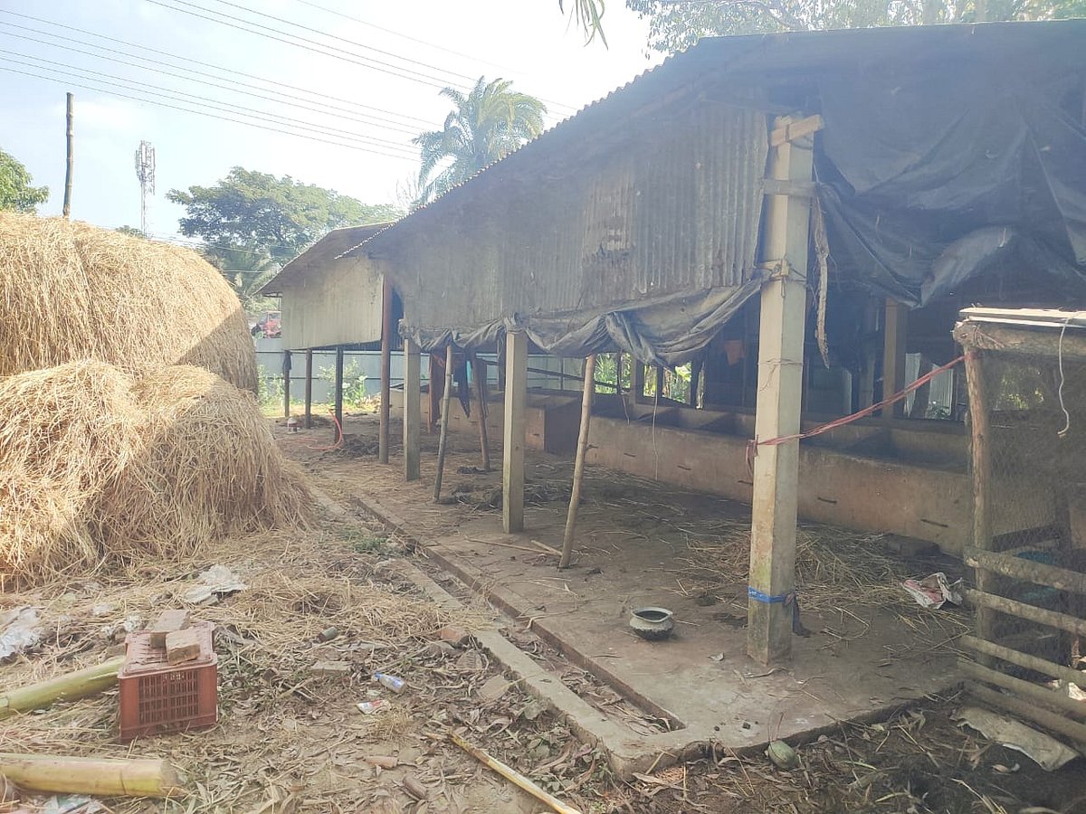 চট্টগ্রামের সীতাকুণ্ডের এনআই এগ্রো থেকে গতকাল গভীর রাতে সব গরু লুট করে নিয়ে যায় ডাকাতেরা