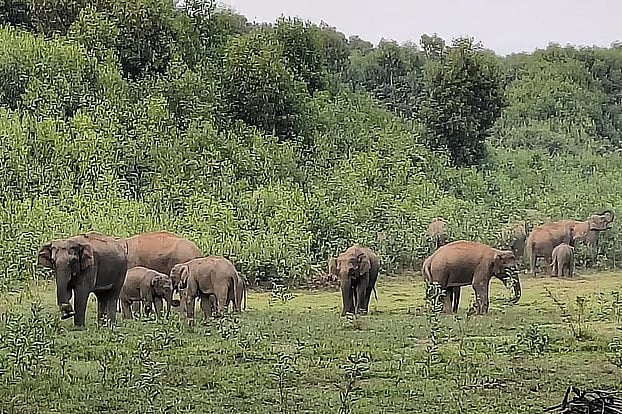 বন্য হাতির পাল