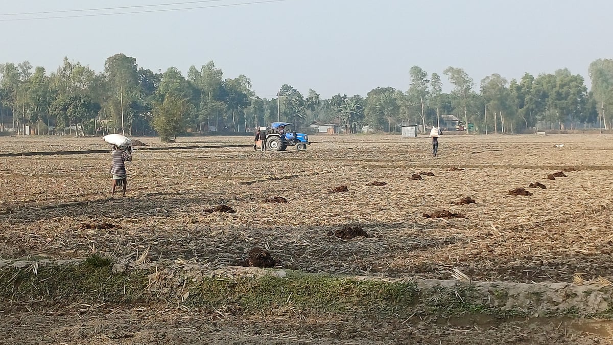 পঞ্চগড়ে সকালের ঝলমলে রোদে কৃষকদের কেউ জমি চাষ করছেন, আবার কেউ জৈব সার ছিটাতে মাথায় করে জমিতে নিয়ে যাচ্ছেন। আজ সকালে পঞ্চগড় সদর উপজেলার ডুডুমারী এলাকায়