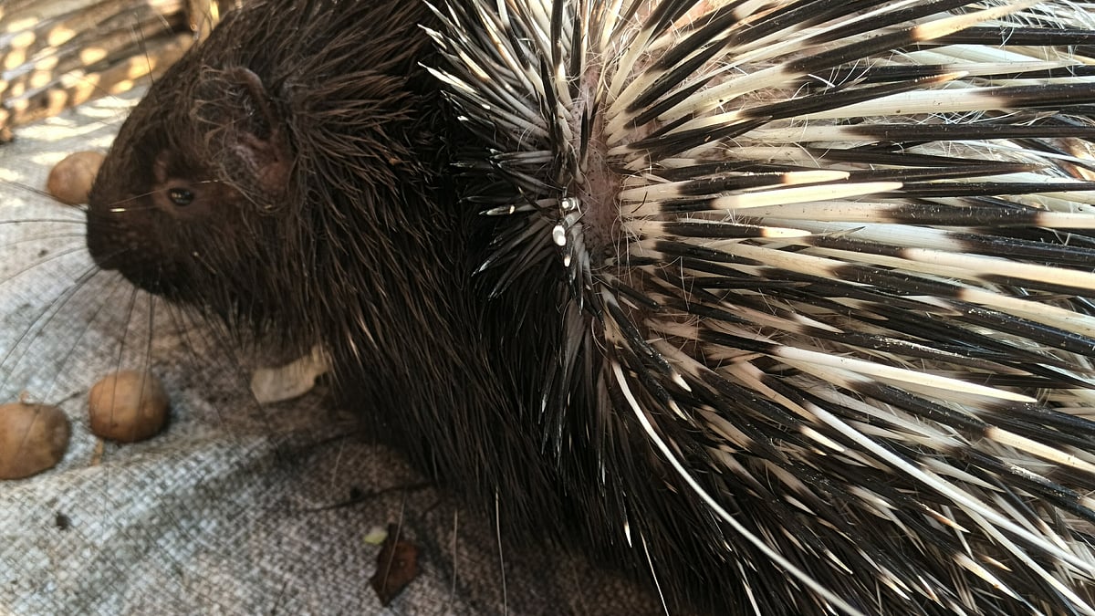 পঞ্চগড় সদর উপজেলার চাকলাহাট ইউনিয়নের কিত্তিনিয়াপাড়া এলাকা থেকে একটি শজারু আটক করা হয়েছে। আজ বুধবার সকালে