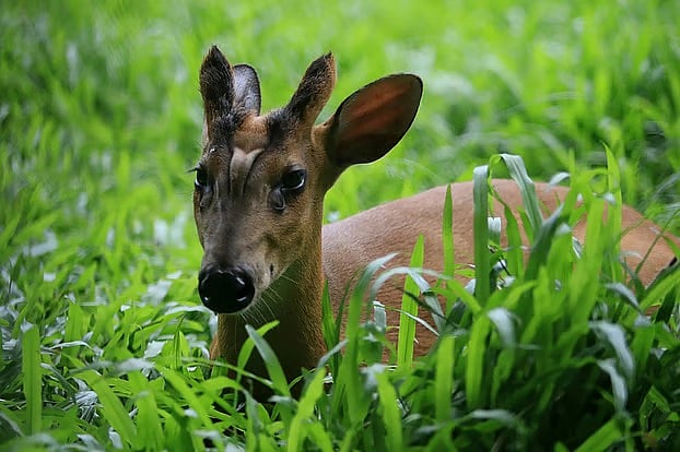 মায়া হরিণ