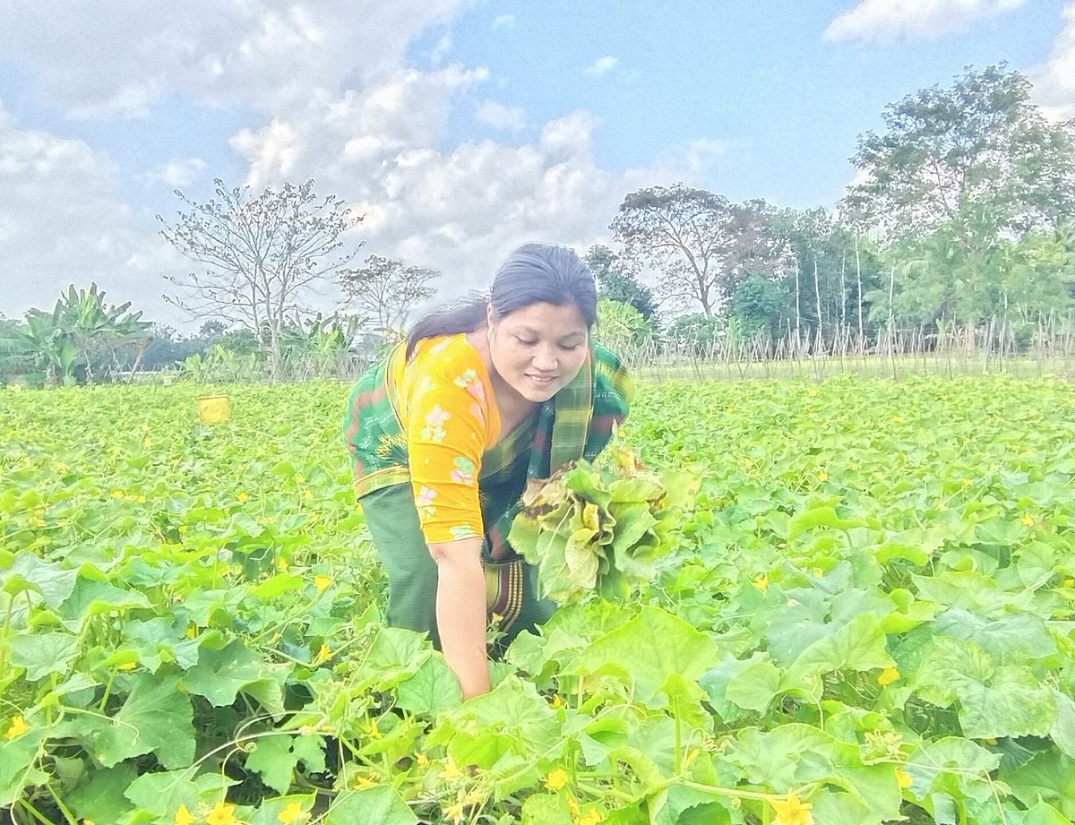 কীটনাশক ও সার ছাড়াই উৎপাদন হওয়া ক্ষীরা খেত থেকে সংগ্রহ করছেন কৃষক তুহিনা চাকমা। সম্প্রতি খাগড়াছড়ির দীঘিনালা উপজেলায়