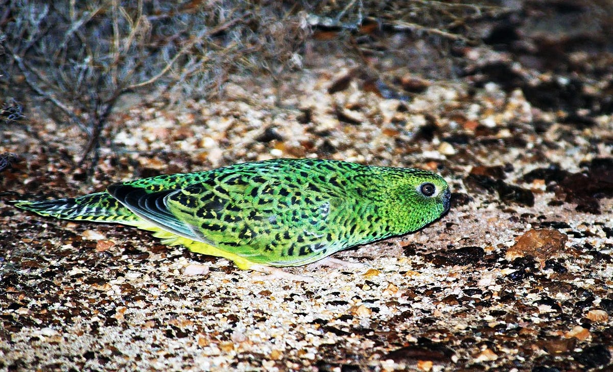 নাইট প্যারট