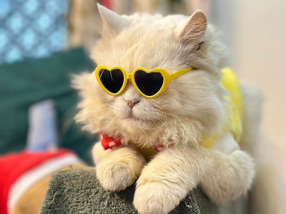 ৯ বছর বয়সে এই পার্সিয়ান বিড়াল ম্যাক্স কিডনি জটিলতায় মারা যায়