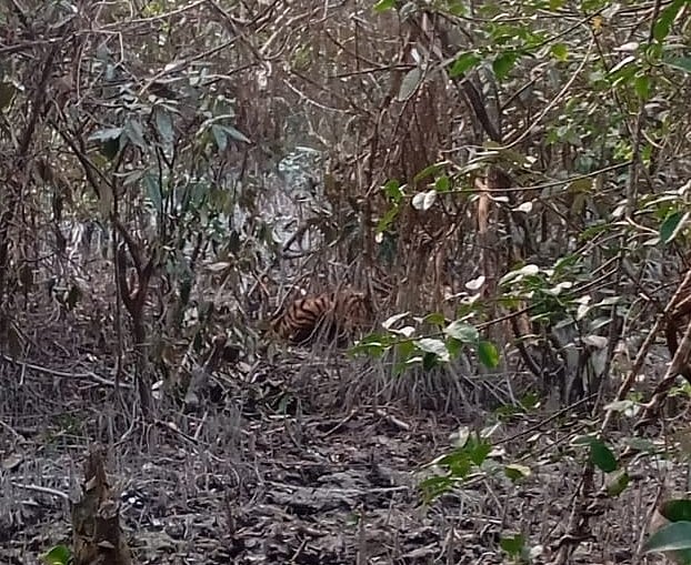 সুন্দরবনের এই জায়গায় বাঘটি আটকা পড়েছে