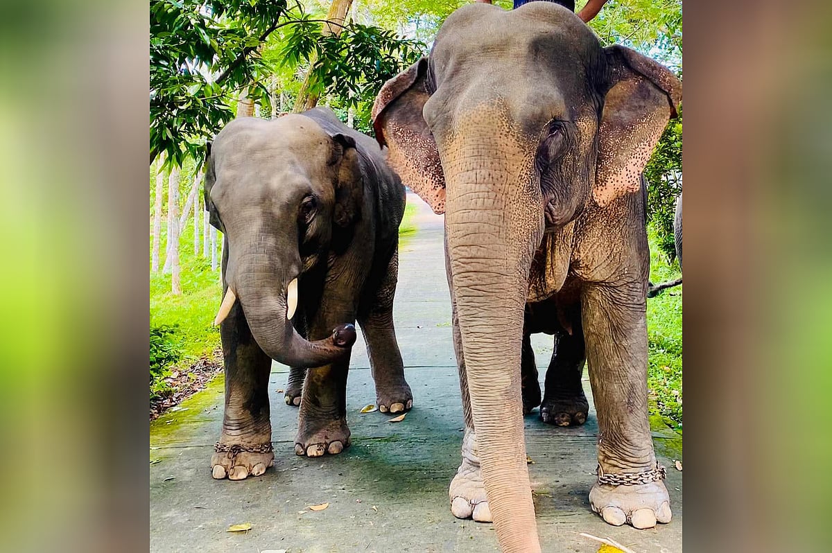 মা সুন্দরমালার সঙ্গে হস্তীশাবক বীরবাহাদুর। সম্প্রতি মৌলভীবাজারের কুলাউড়া উপজেলায়