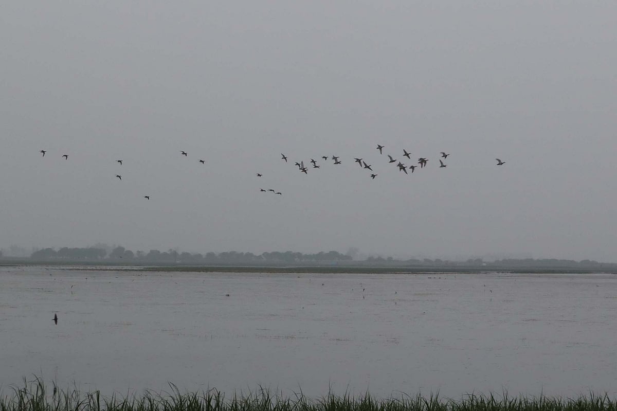 বিলের বুকে উড়ছে পাখির ঝাঁক। মৌলভীবাজারের হাইল হাওরের বাইক্কা বিলে