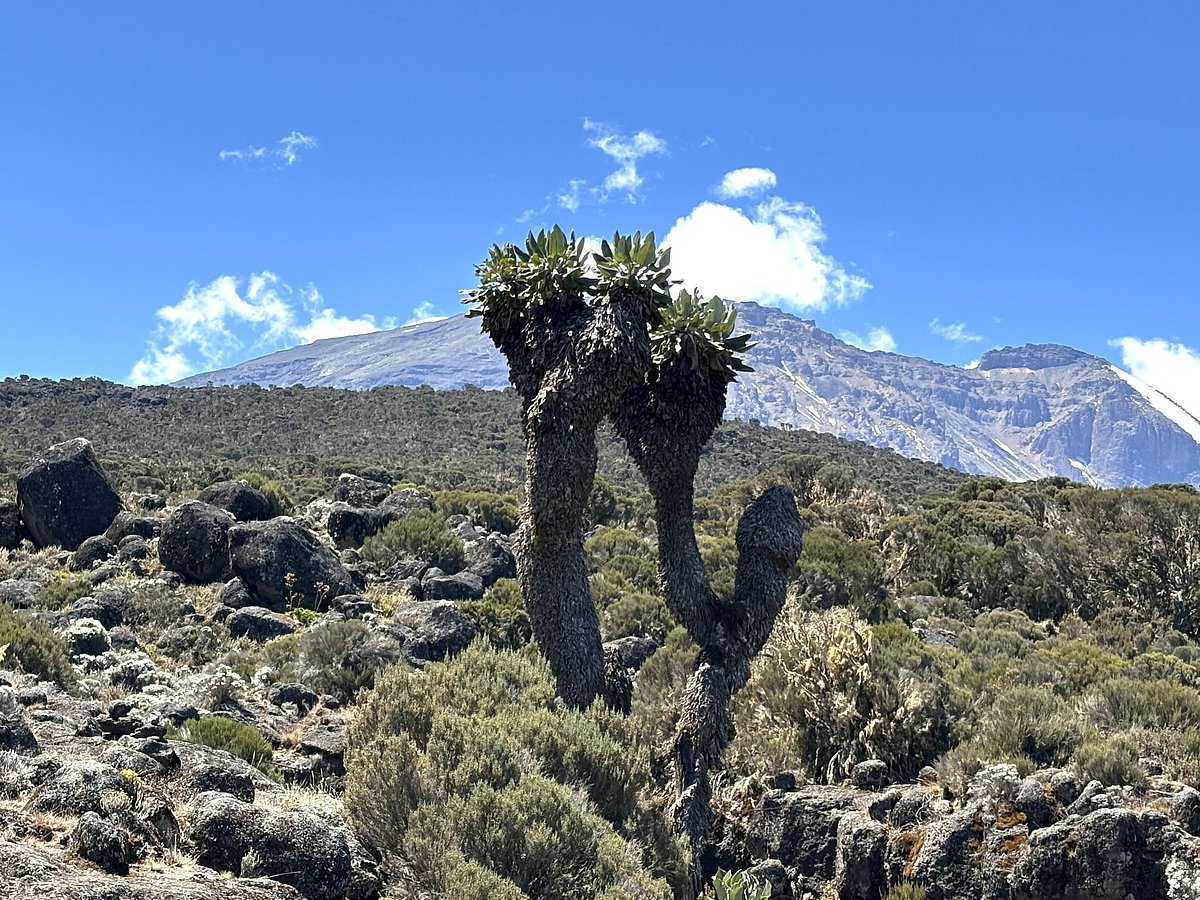 ছোট ছোট ঝোপের ভিড় থেকে মাথা উঁচু করে আছে জায়ান্ট গ্রাউন্ডসেল