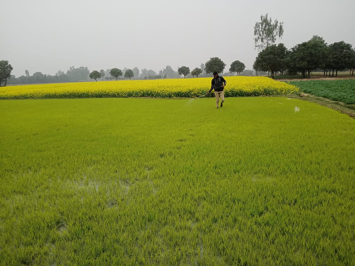 পানি–সংকটাপন্ন রাজশাহীর তানোর উপজেলার চোরখৈর গ্রামের এক চাষি বোরো ধানের বীজতলা পরিচর্যা করছেন। গত বৃহস্পতিবার বিকেলে
